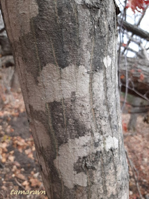 Клён ложнозибольдов (Acer pseudosieboldianum)