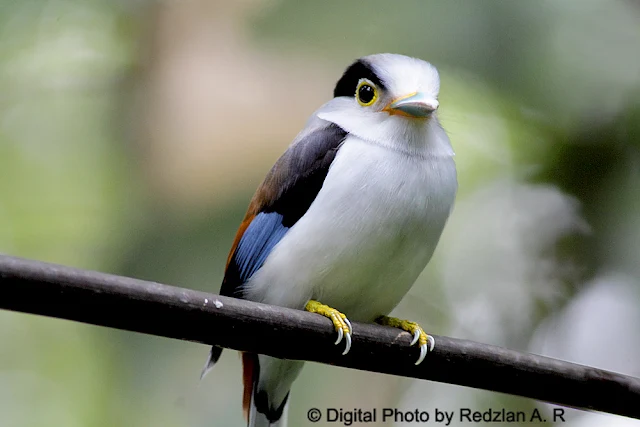 Silver-breasted Broadbill