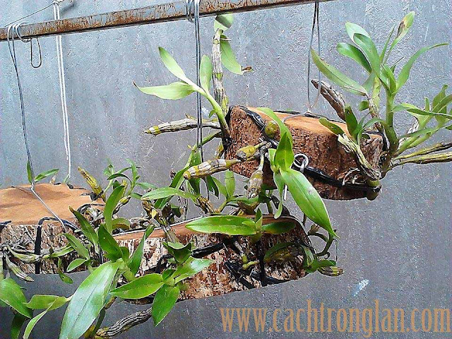 Lan Kim Điệp - Dendrobium Capillipes