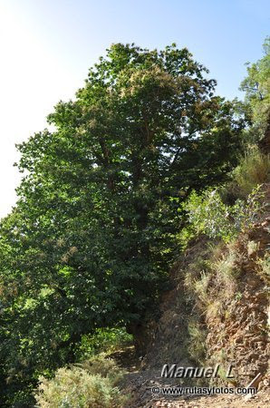 Vereda de la Estrella y Cueva Secreta por la Cuesta de los Presidiarios