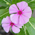 Periwinkle flowers pictures.