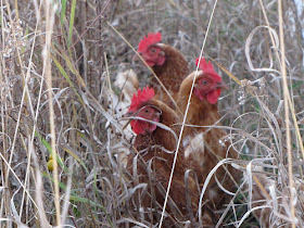 three chickens