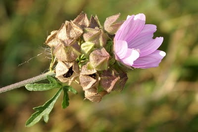 Muskuskaasjeskruid - Sinteklaasblom - Malva moschata