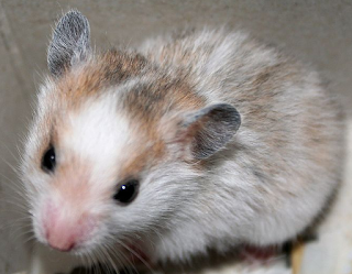 MAKANAN HAMSTER