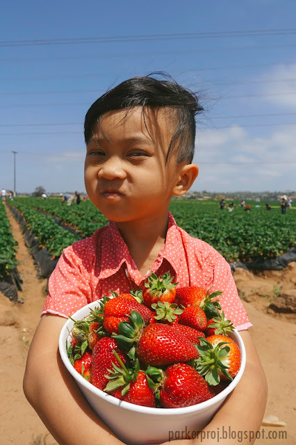 carlsbad strawberry company, strawberry, san diego, san diego kids, san diego family