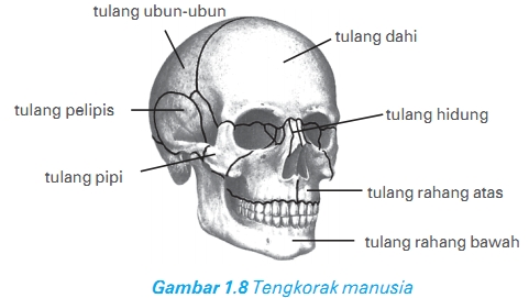 3 Bagian Rangka Manusia Lengkap Beserta Fungsinya