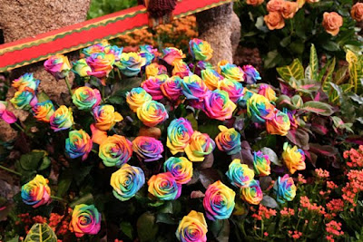 Rainbow Roses Are For Real Seen On www.coolpicturegallery.net