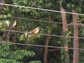 Great Kiskadee, La Ceiba, Honduras