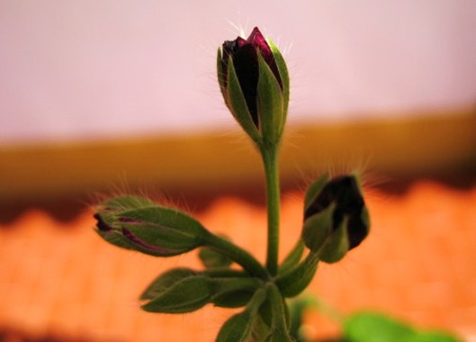 PRIMAVERA POST