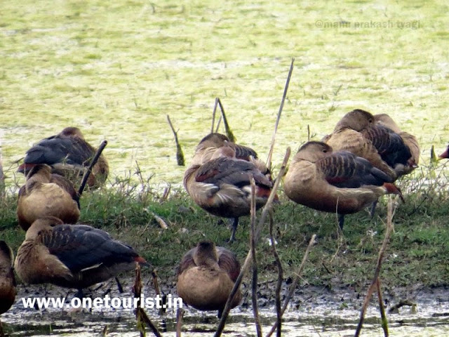 keoladeo  national park bharatpur birds image 