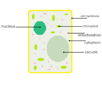 Diagram of Vacuole present in a plant cell labelled with components present in plant cell