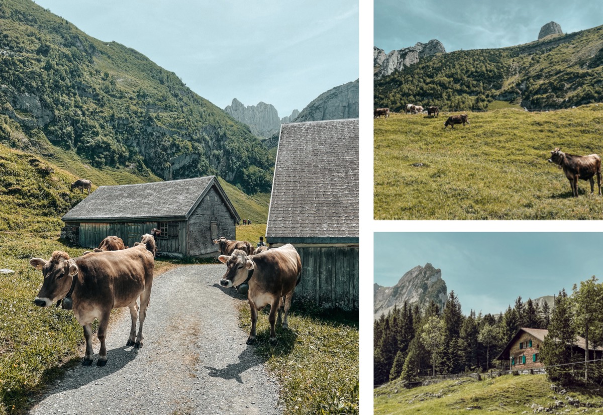 Alpstein Appenzeller Land schönste Wanderung Höhenweg Alp Sigel Bogartenlücke Fälensee Bollenwees Rösti Sämtiser See