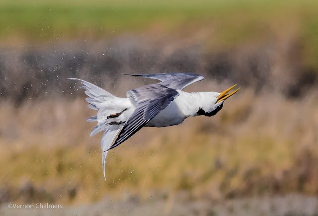 Swift tern in flight : Woodbridge Island, Cape Town Frame 4 / 5  Copyright Vernon Chalmers Photography