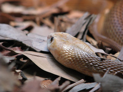 this is black and white snakes