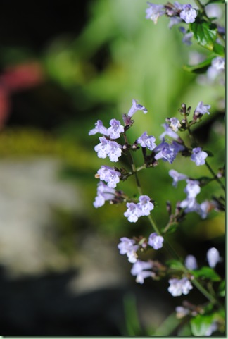 Calamintha nepata ssp nepata