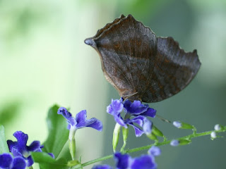 Papillon feuille