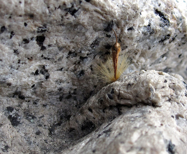 Seed of London Plane,  Platanus × acerifolia, lodged in the relief around the base of Nelson's Column.  Trafalgar Square, London, 5 June 2011.