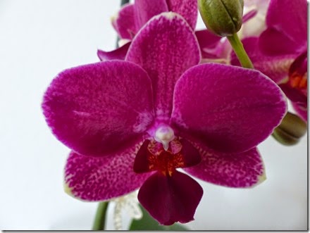 2015_04 Orchideen (16)