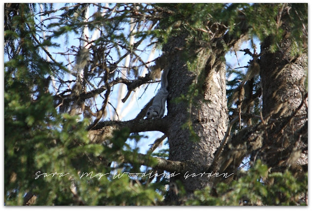 liito-orava Siberian flying squirrel