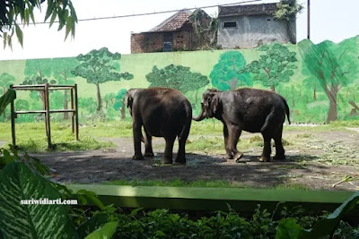 koleksi binatang di kbs