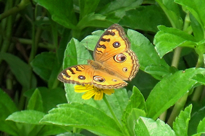 Dlium Peacock pansy (Junonia almana)