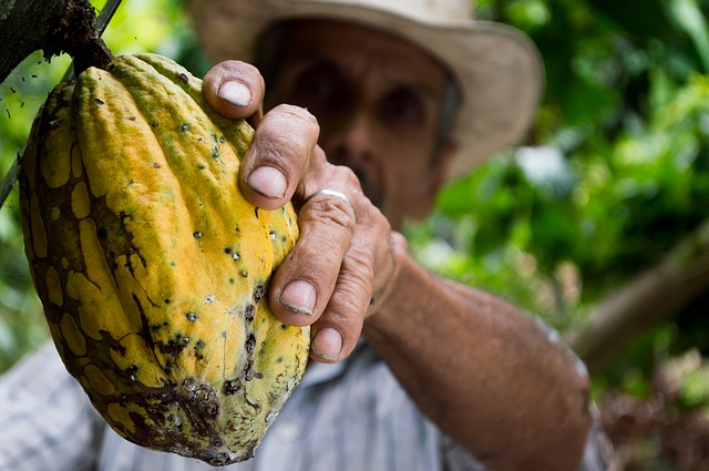 La manteca de granos de cacao abunda en vitamina E