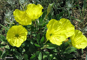 evening primrose, Oenothera species, 