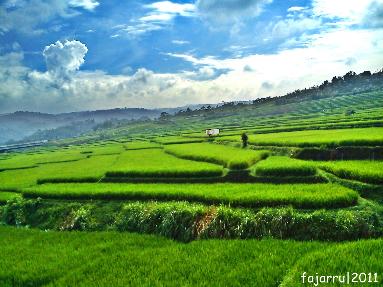 pemandangan sawah  yang indah Foto  Dunia Alam Semesta 