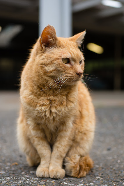 冬毛の茶色い猫