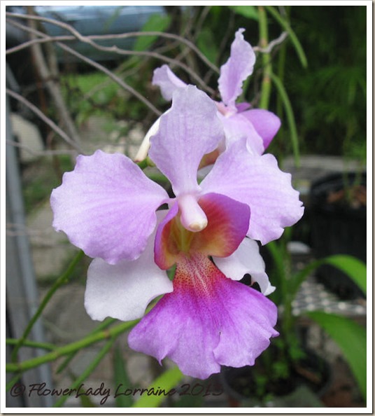 06-27-vanda