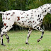 Space and Facilities are Required to Properly Care for a Pet Horse