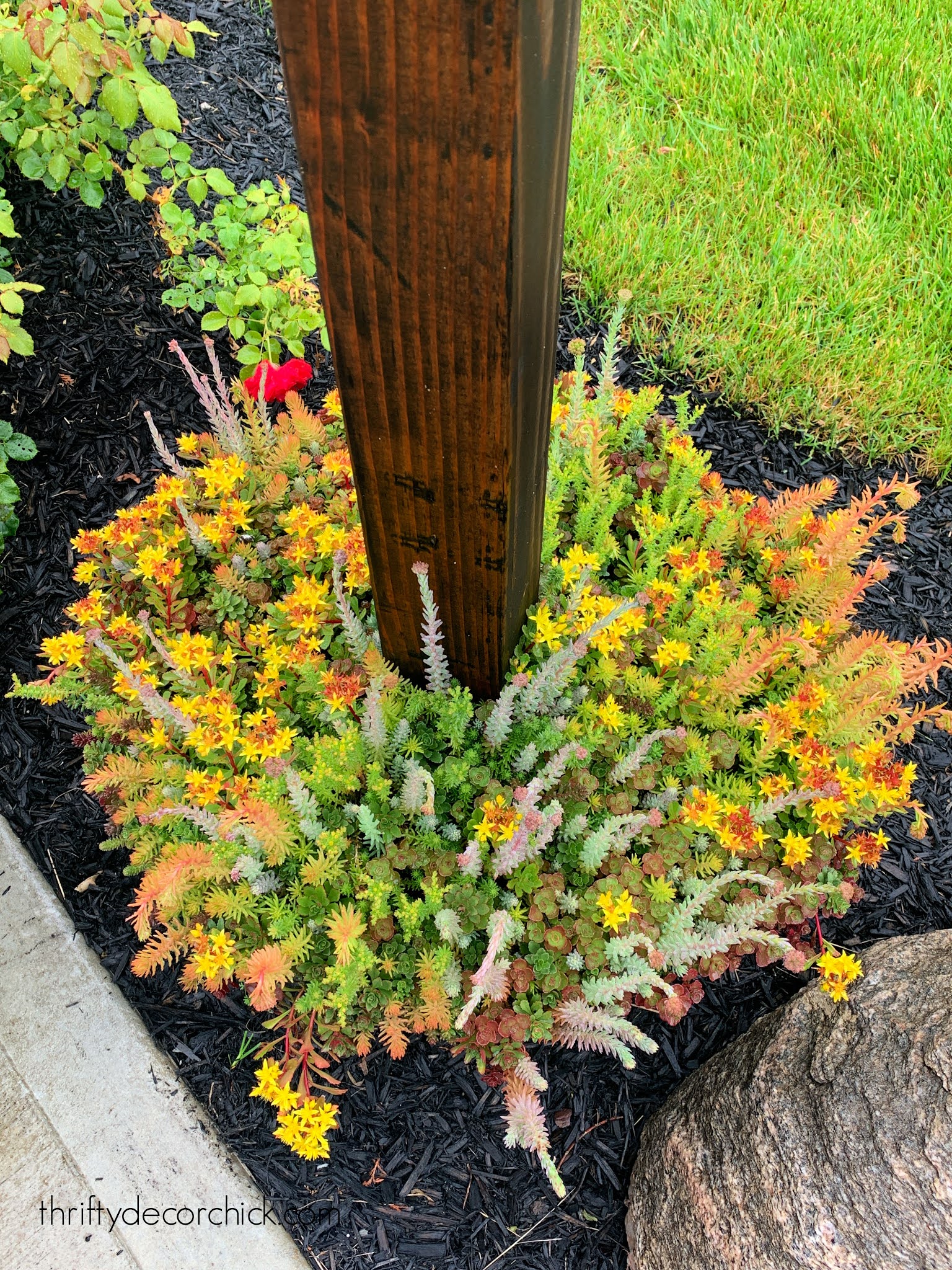 colorful sedum in planter