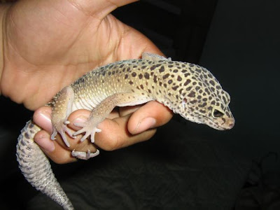 Leopard Gecko