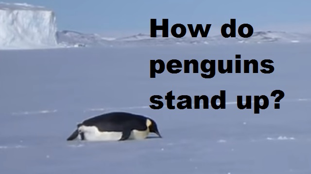 How do penguins stand up when they fall over
