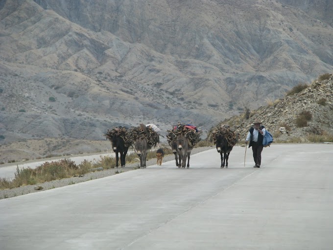 Descubren que traficantes ahora usan a burros para transportar madera ilegal