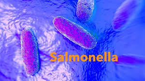 Salmonella