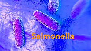 Salmonella