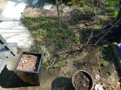 Parkdale Spring Yard Cleanup After by Paul Jung Gardening Services a Toronto Gardening Company