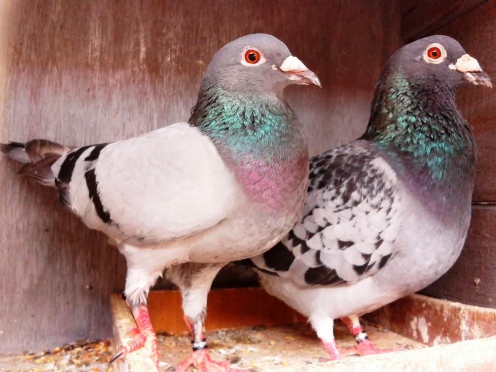 Jual Merpati Pos  Racing Pigeon Solusi mendapatkan 