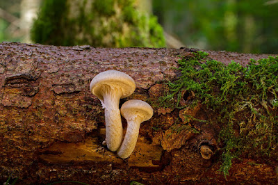 Mushroom Log