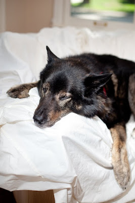 a dog lying on a loveseat