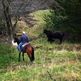 Checking on a mama cow and her new baby calf