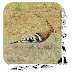 Common Hoopoe