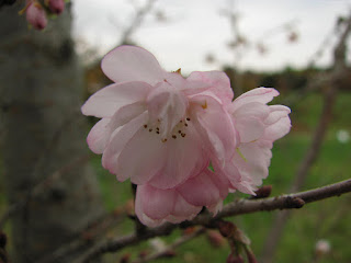 秋に咲く桜