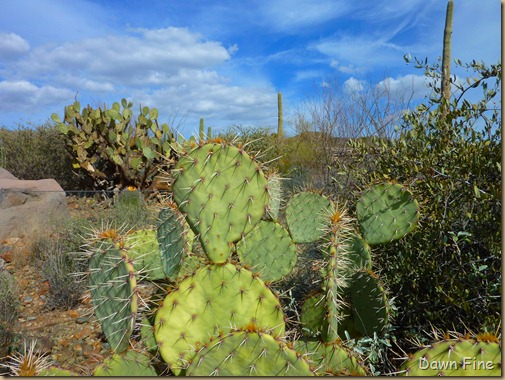 Desert museum_156