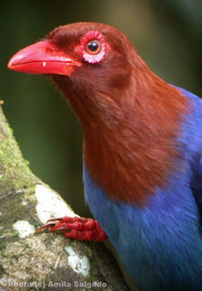 Sri Lanka Blue Magpie