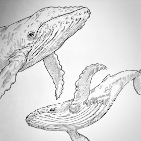 03-Whales-swimming-Animal-Drawings-Eve-Berthelette-www-designstack-co