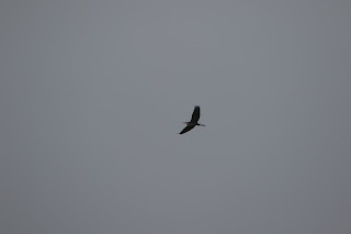 Purple Heron flying