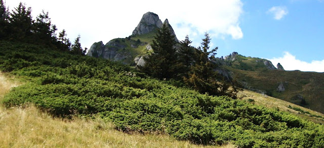 Mugo Pines forest on Carpathian Mountains Plateau