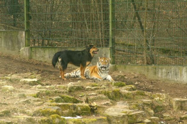 interspecies friendships, a dog and tiger, funny animal photos, animal pictures, dog and tiger cub at the zoo, dog and tiger are friends